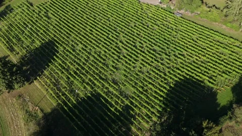 Birds eye view vineyard rows in Kent countryside, England Stock Footage 346395602