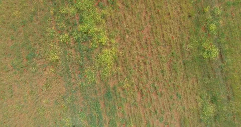 Bird's-eye view of wildflower fields in spring, drone concept Vidéo 331917108