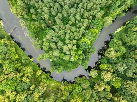 Birds-eye view of winding river in a green summer forest. Stock Photos