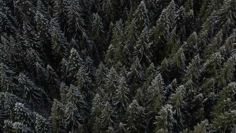 Bird's-eye view of the winter forest on the mountain Stock Footage