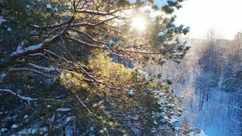 A bird's eye view of the winter forest in the morning Video stock 225081046