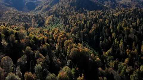 Bird's eye view on wonderful deep forested caucasian slopes. multicolored Stock Footage 204010455