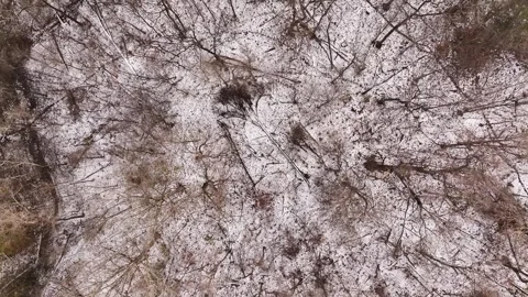 Bird's-eye view of the woods during wintertime with snow on the ground and bare Stock Footage 323340234