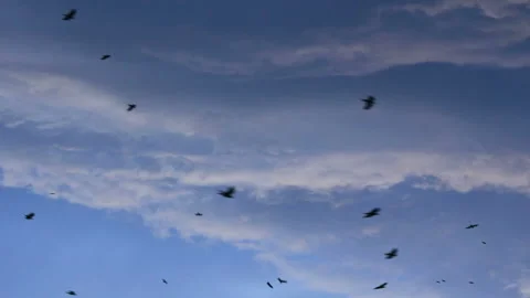 Birds falling from sky Stock-Footage 86427646