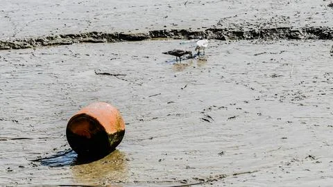 Birds feasting on low tide on River Thames Stock Photos