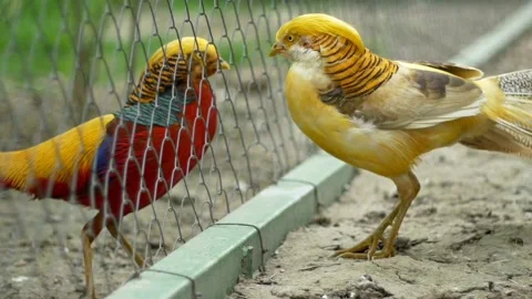 Birds feather avian Video stock 274415427