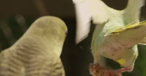 Birds of a Feather Video stock 50982462