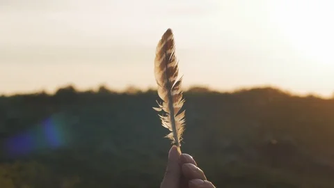 Birds feather in hand Stock Footage 91795117