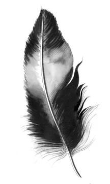 Bird's feather Stock Illustration
