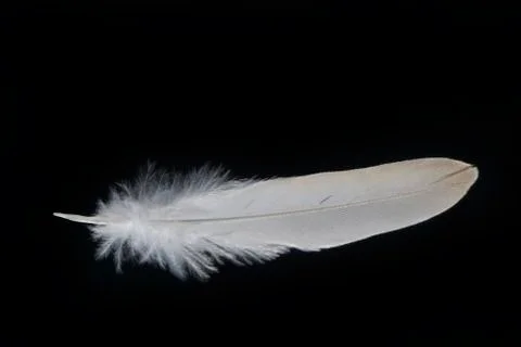 Birds of a feather isolated on a black background Stock Photos