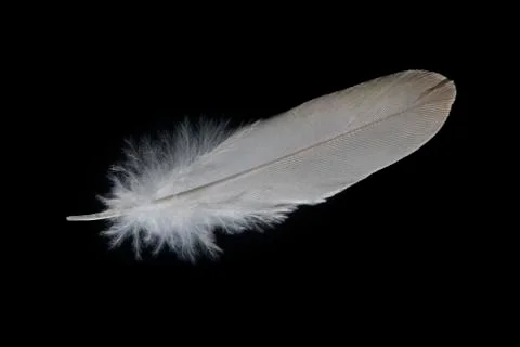 Birds of a feather isolated on a black background Stock Photos