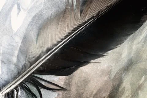 A bird's feather on a multicolored background Stock Photos