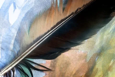 A bird's feather on a multicolored background Stock Photos
