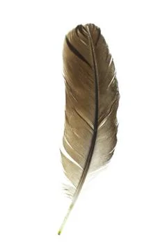 Bird's feather Stock Photos