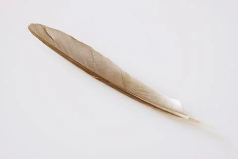 Bird's feather Stock Photos