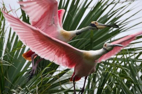 Birds of a Feather Stock Photos