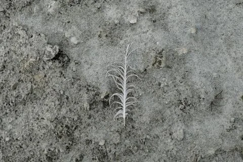 Birds feather Stock Photos