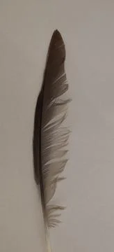 Bird's feather Foto stock