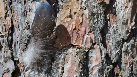 A bird's feather stuck in a pine trunk flutters in the wind, close-up, dollyshot Stock Footage 195203163