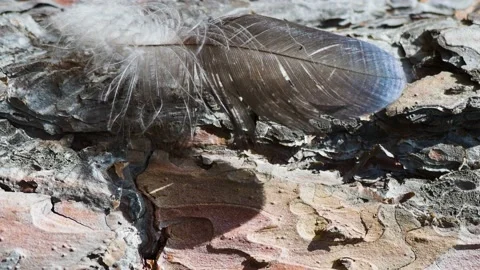 A bird's feather stuck in a pine trunk trembling in the wind, close-up Stock Footage 201193368