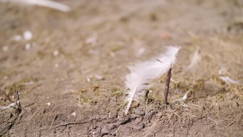 A birds feather stuck in the wind. The feather is shaking on the branch Stock Footage 319546714