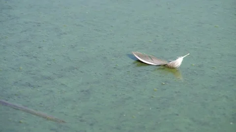 Bird's feather on the surface of the lake Stock Footage 55219753