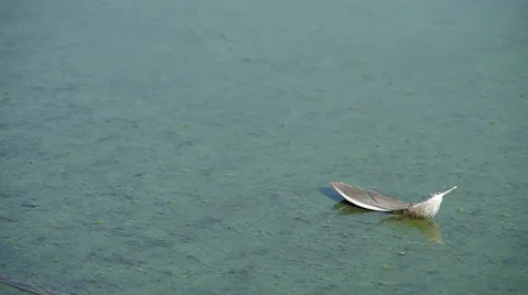 Bird's feather on the surface of the lake Stock Footage 55219772