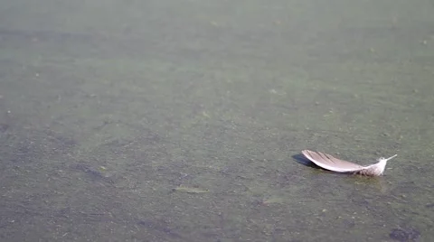 Bird's feather on the surface of the lake Stock Footage 55220233