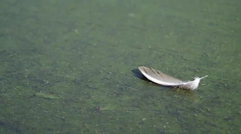 Bird's feather on the surface of the lake Stock Footage 55220274