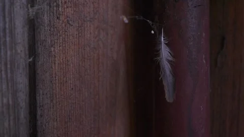 A bird's feather in a web Stock Footage 241888671