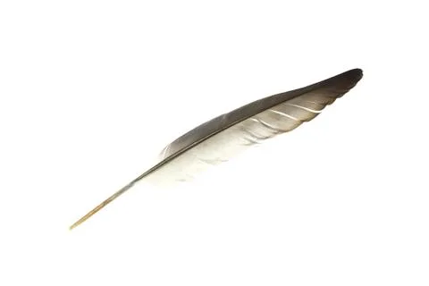 Bird's feather on a white background. Stock Photos