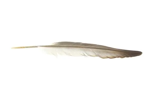 Bird's feather on a white background. Stock Photos