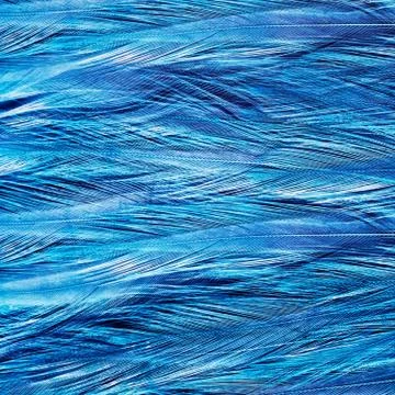 Bird's feathers background Stock Photos