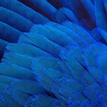 Bird's feathers background Stock Photos