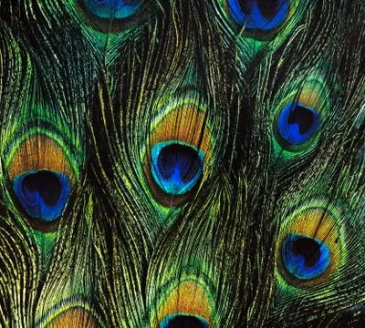 Bird's feathers background Stock Photos