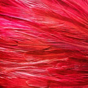 Bird's feathers background Stock Photos