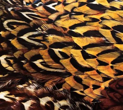 Bird's feathers background Stock Photos