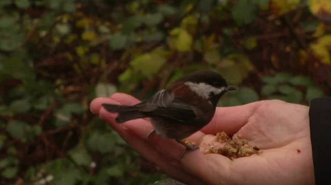 Birds Feed From A Hand Stock-Footage 800594