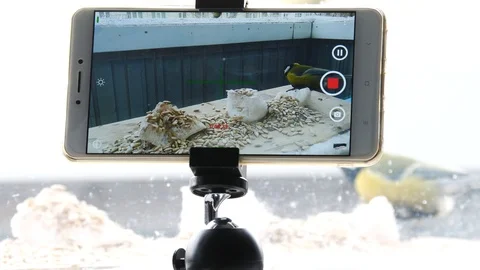 Birds feed on the smartphone screen Stock Footage 103123523