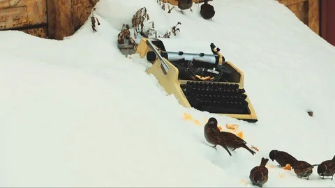 Birds feed in the snow. Stock Footage 104105680