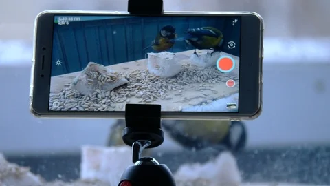 Birds feed in winter on the smartphone screen Stock-Footage 103124269