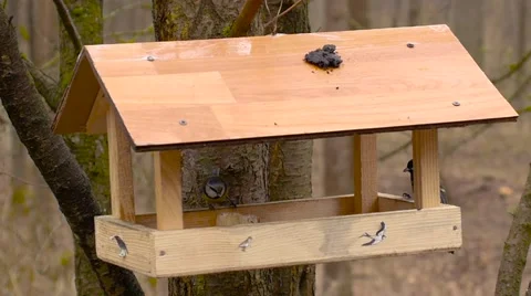 Birds at the feeder in early spring Stock Footage 61734001