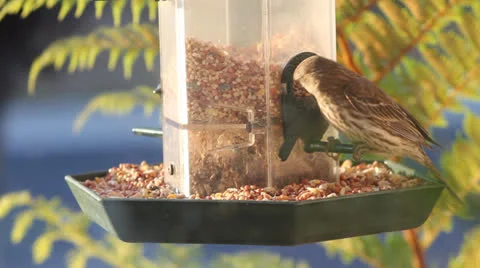 Birds on Feeder Stock Footage 24056525