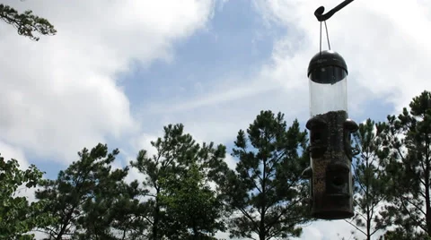 Birds On Feeder Stock Footage 39457731