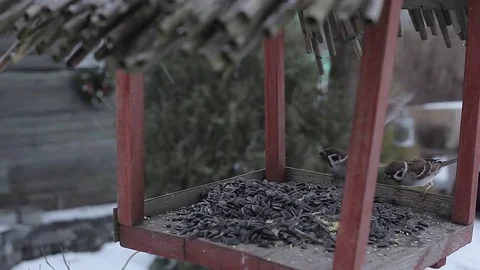 Birds in feeder Stock Footage 72228568