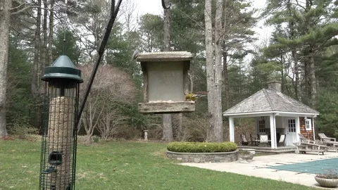 Birds on a Feeder Stock Footage 106788467