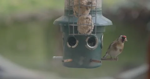 Birds at a feeder Stock Footage 166506374