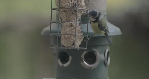 Birds at a feeder Stock Footage 166507336