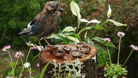 Birds on a feeder Stock Footage 343560385