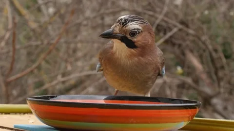 Birds on a feeder Stock Footage 344426645